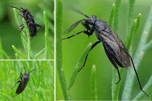 Orthocephalus coriaceus