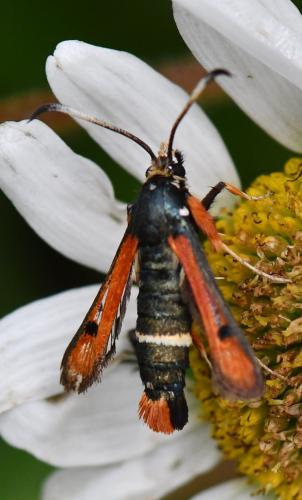 Réf. 260 086 : Pyropteron chrysidiformis