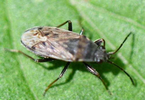 Peritrechus sp.