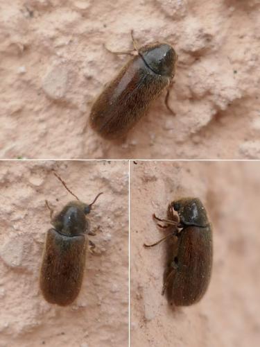 Réf. 260 815 : Hyperisus plumbeum