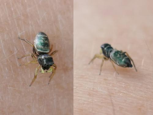 Heliophanus cupreus