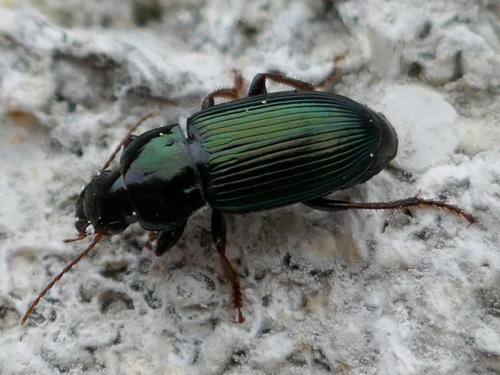 Réf. 260 338 : Harpalus honestus
