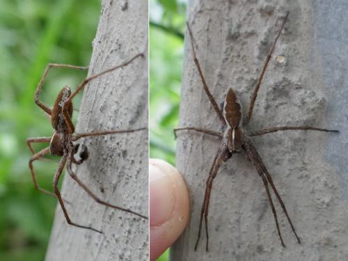 Pisaura mirabilis