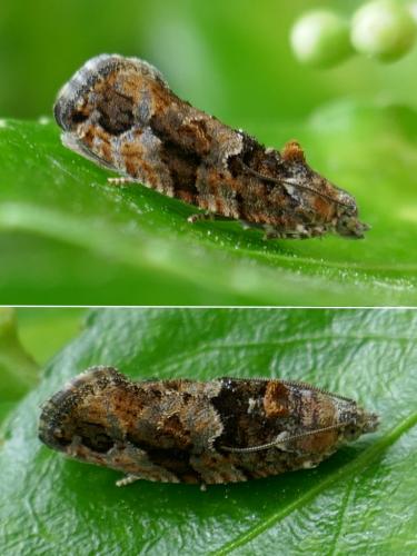 Eudemis profundana