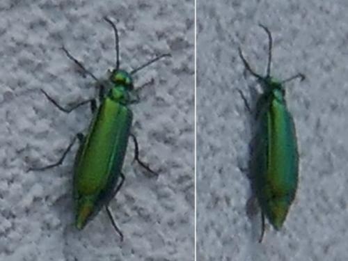 Lytta vesicatoria