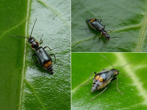 Axinotarsus pulicarius
