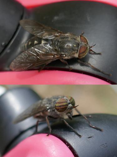 Réf. 260 999 : Hybomitra bimaculata