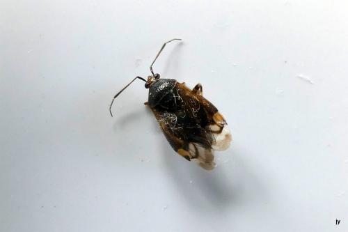 Réf. 260 514 : Deraeocoris flavilinea