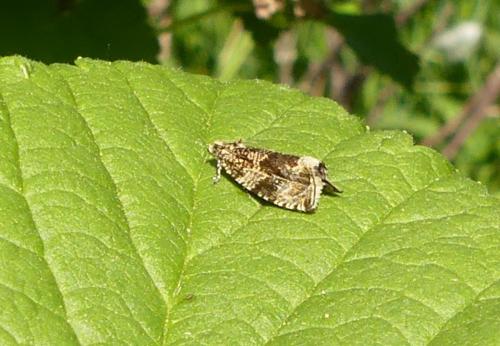 Celypha lacunana
