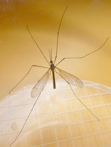 Nephrotoma flavescens