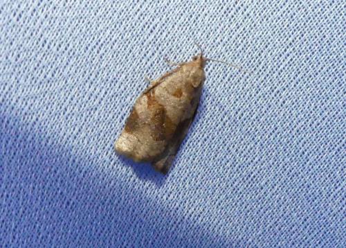 Réf. 260 347 : Archips rosana