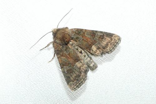 Réf. 260 060 : Oligia sp.