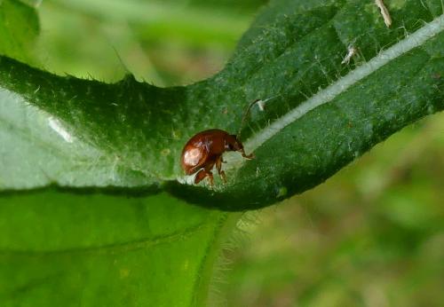 Réf. 260 548 : Sphaeroderma sp.