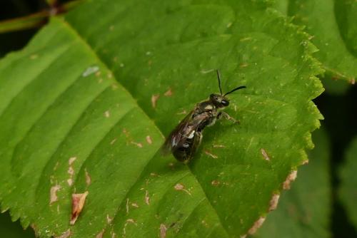Réf. 260 995 : Lasioglossum sp.