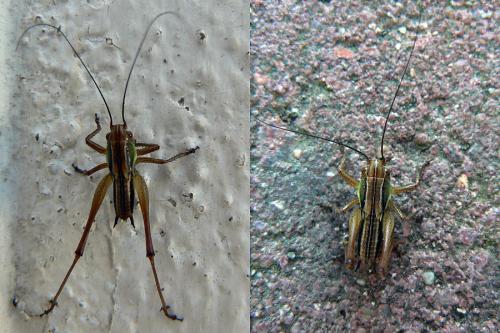 Roeseliana roeselii