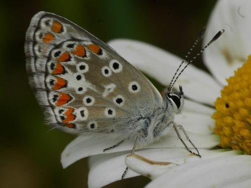 Réf. 260 679 : Aricia agestis