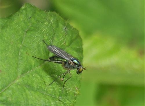 Réf. 260 474 : Dolichopus sp.