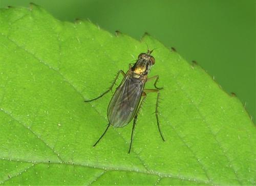 Réf. 260 475 : Dolichopus sp.