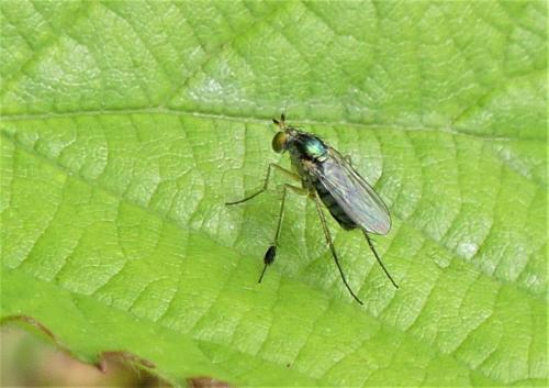 Dolichopus plumipes