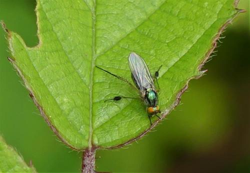 Dolichopus plumipes