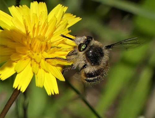 Réf. 260 785 : Fallenia fasciata