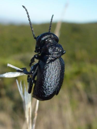 Meloe sp.