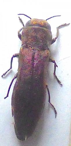 Réf. 260 638 : Agrilus sp.