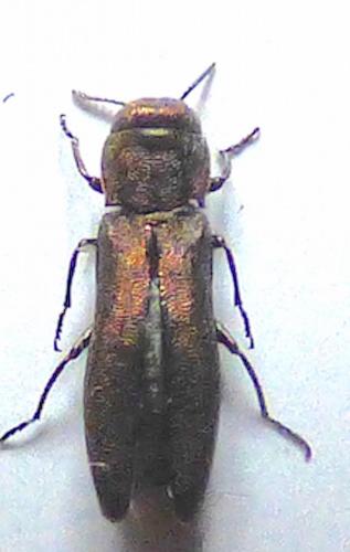 Réf. 260 637 : Agrilus sp.