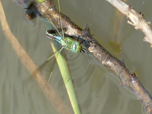 Anax imperator
