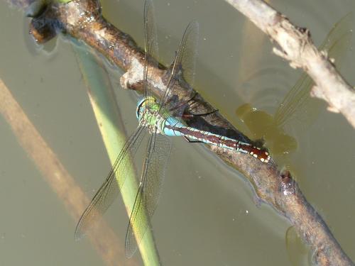 Anax imperator