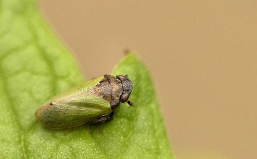Tettigometra laeta
