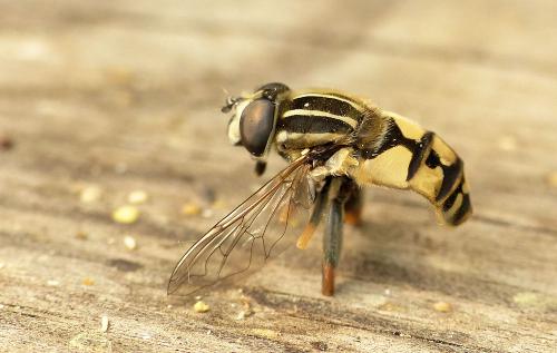 Helophilus pendulus