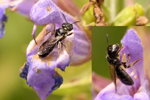 Ceratina cucurbitina