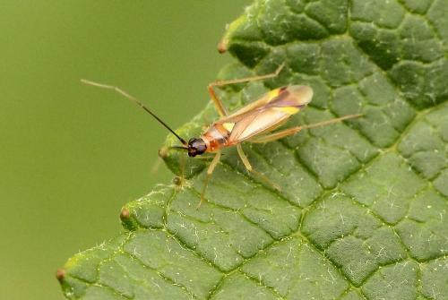 Campyloneura virgula