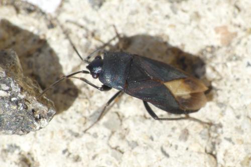 Réf. 260 837 : Aphanus rolandri