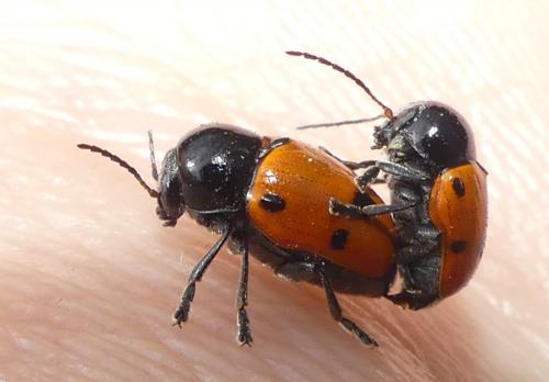 Cryptocephalus trimaculatus