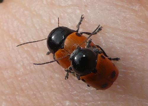 Cryptocephalus trimaculatus