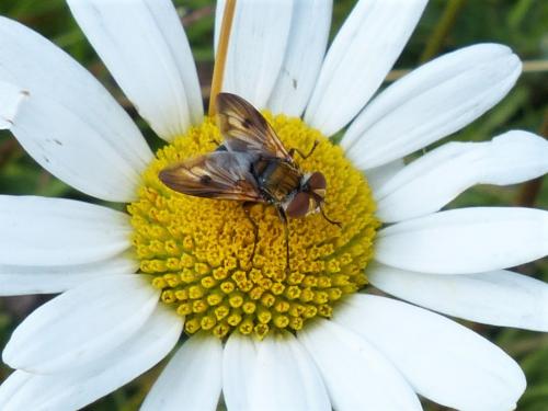 Ectophasia crassipennis