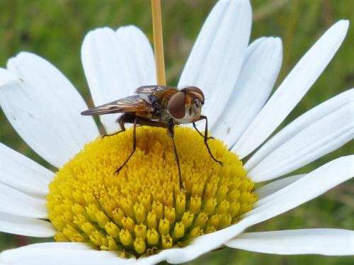 Ectophasia crassipennis