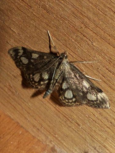 Réf. 260 643 : Anania coronata