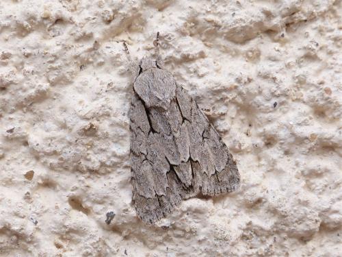 Réf. 260 683 : Acronicta sp.