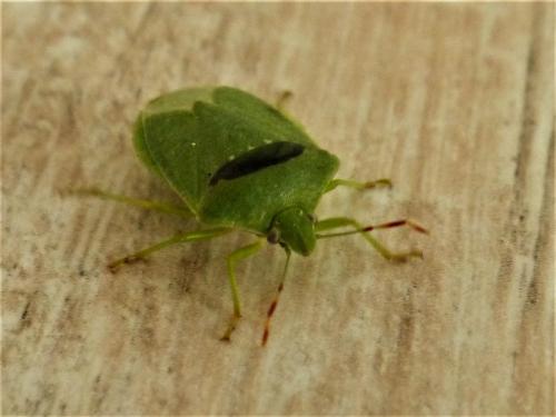 Réf. 260 934 : Nezara viridula