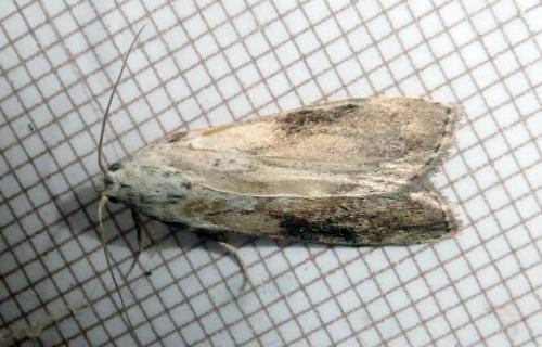 Réf. 260 083 : Aphomia sociella