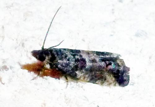 Spilonota ocellana