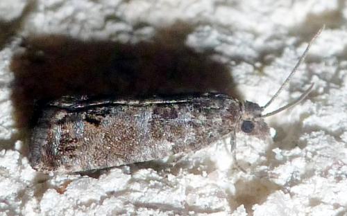 Réf. 260 925 : Spilonota ocellana