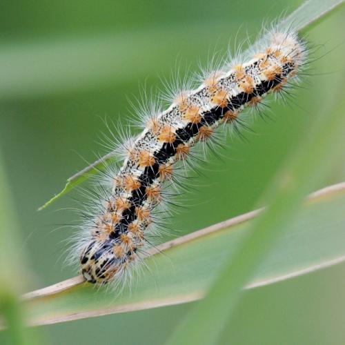 Réf. 260 256 : Simyra albovenosa