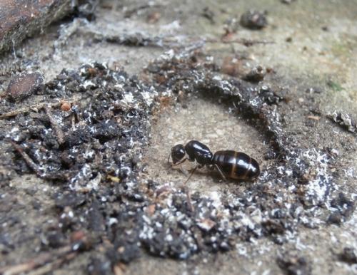 Camponotus (lateralis-piceus)
