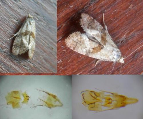 Réf. 260 950 : Cochylidia sp.