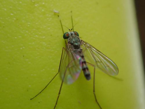 Sciapus sp.