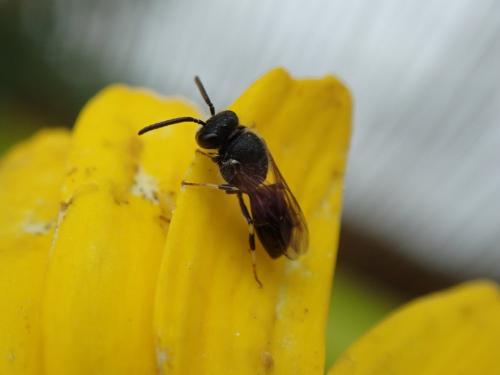 Réf. 260 184 : Hylaeus sp.